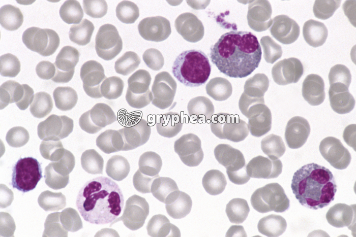 Moelle osseuse x400 - gryphea.com